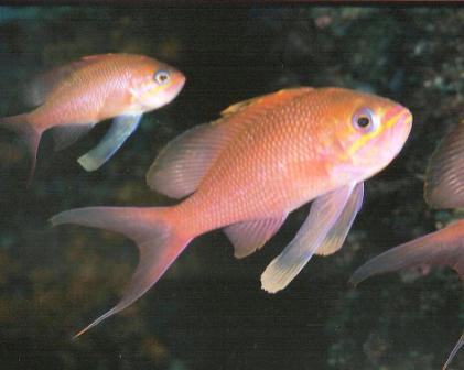 färgglada fiskar